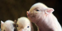 In Plain English: The Skinny on Pork Belly