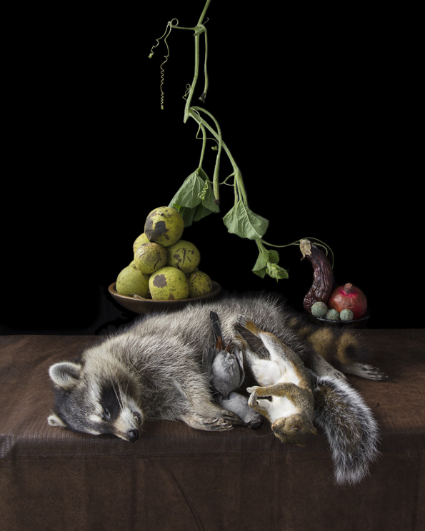 Witham_OnRipenessandRot10_raccoon